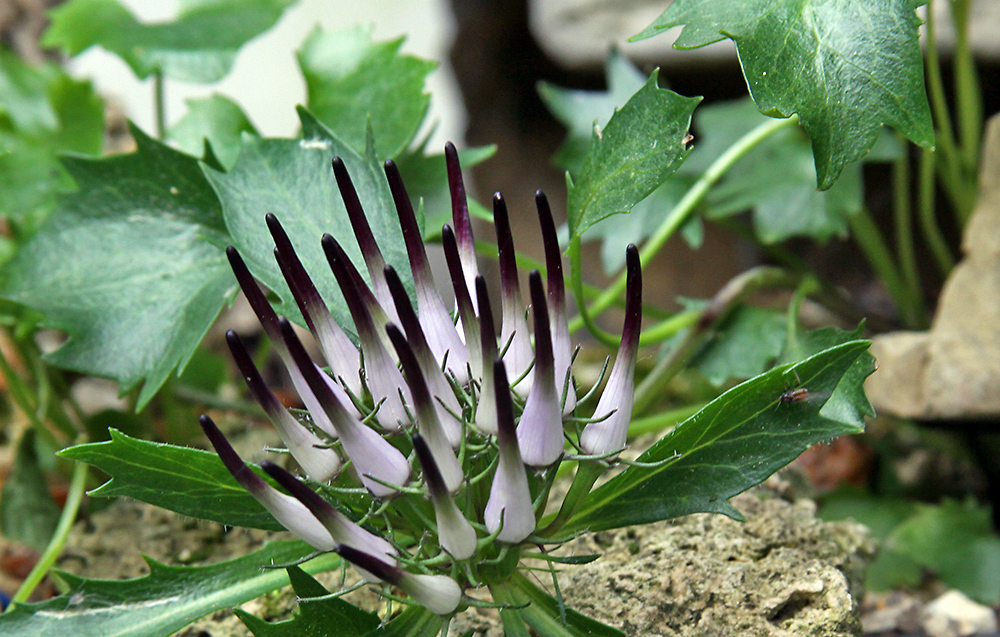 Physolexis comosa - Schopfrapunzel