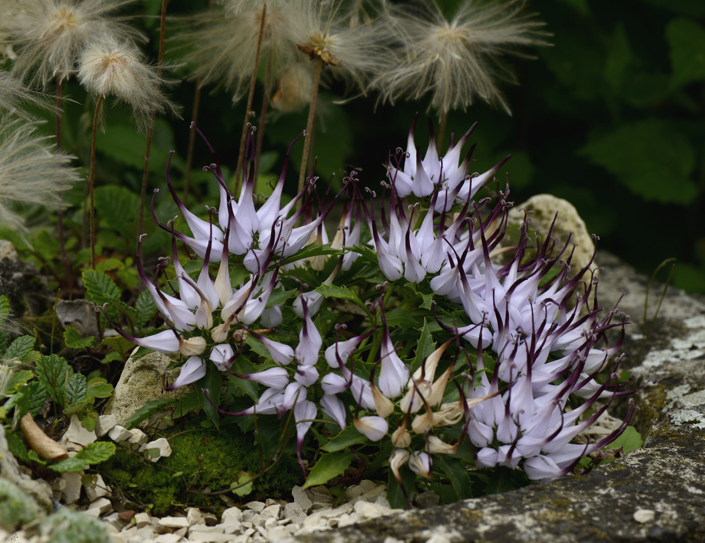 Physoplexis comosa Foto & Bild | natur, landschaft, blumen Bilder auf