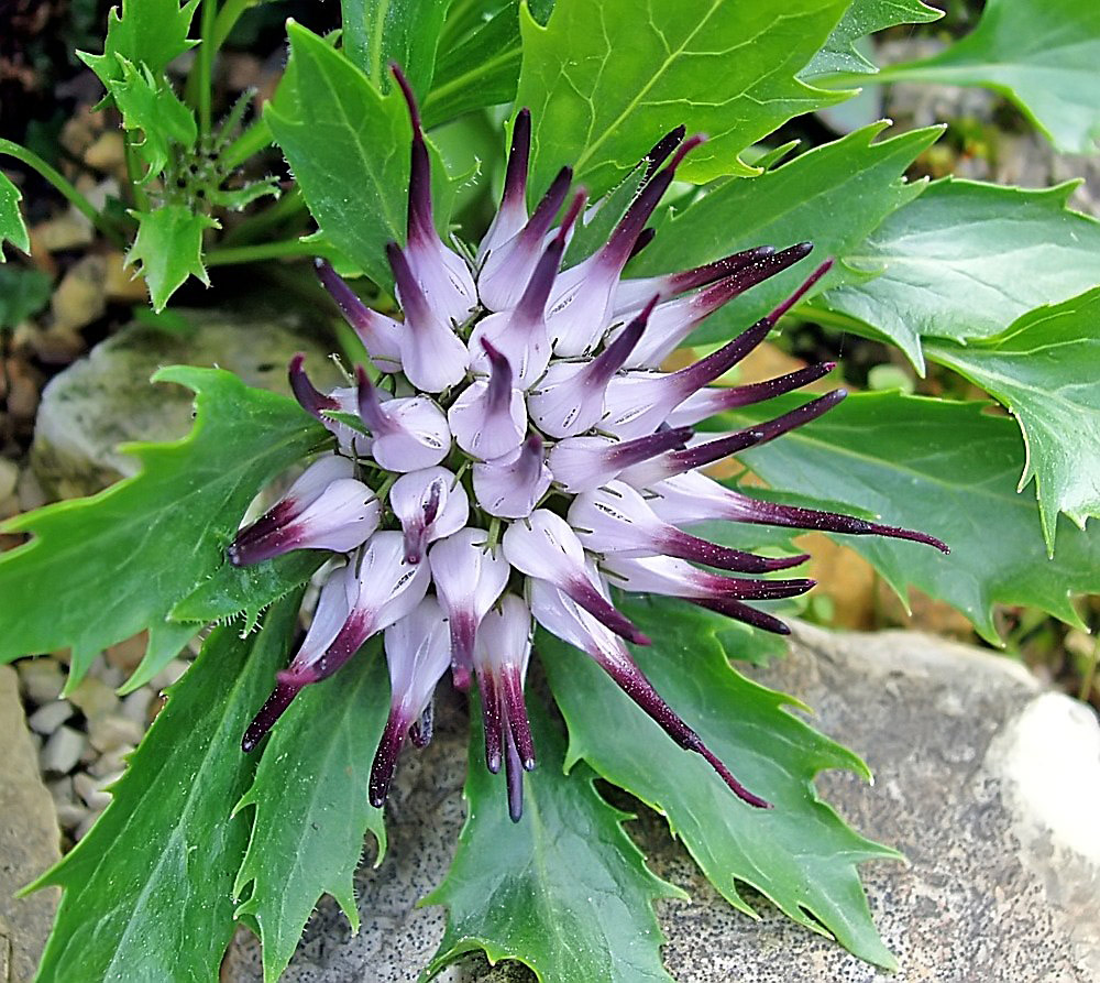 Physoplexis comosa 3 Foto & Bild | flowers, nature, plants Bilder auf
