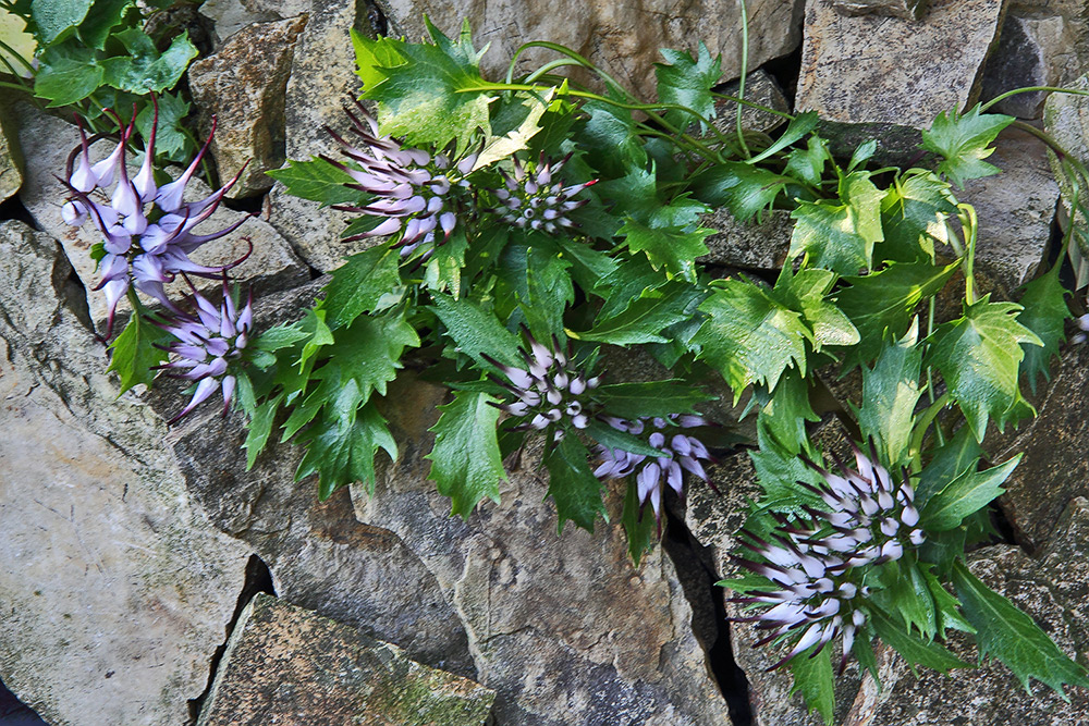 Physoplexis comosa