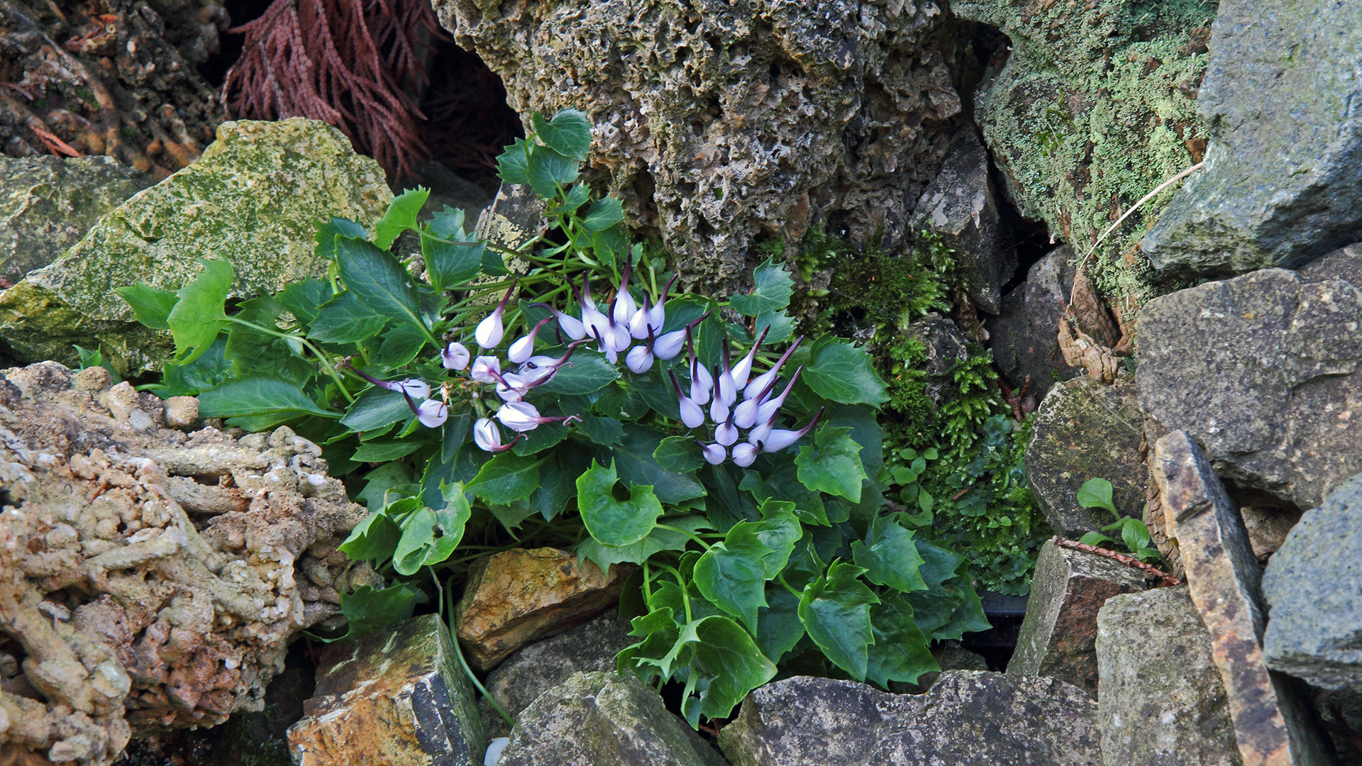 Physoplexis comosa, die Schopfrapunzel ist eine meiner größten Raritäten...