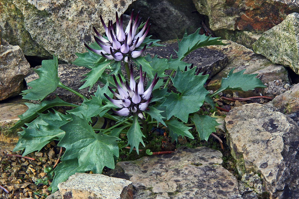 Physoplexis comosa - die seltene Schönheit aus den Dolomiten...