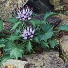 Physoplexis comosa - die seltene Schönheit aus den Dolomiten...