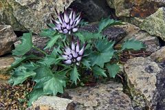 Physoplexis comosa - die seltene Schönheit aus den Dolomiten...