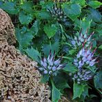 Physoplexis comosa, die seltene Schopfrapunzel aus den Dolomiten...