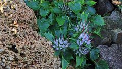 Physoplexis comosa, die seltene Schopfrapunzel aus den Dolomiten...