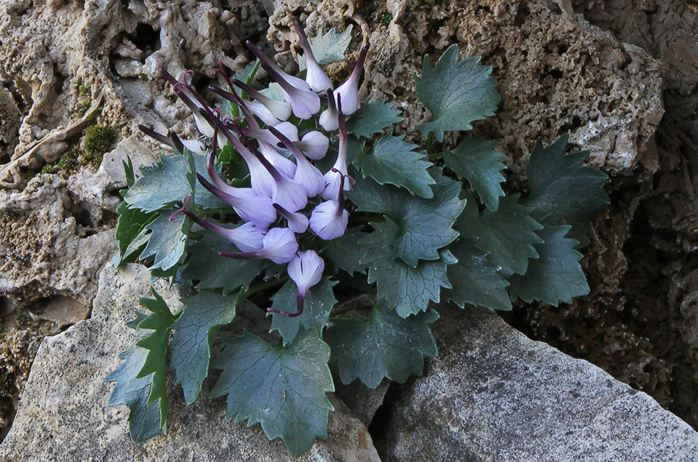 Physoplexis comosa - Dolomitenmteufelskralle