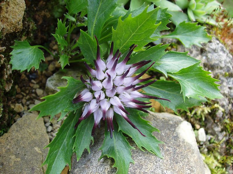 Physoplexis comosa in meinem Alpinum