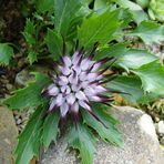 Physoplexis comosa in meinem Alpinum