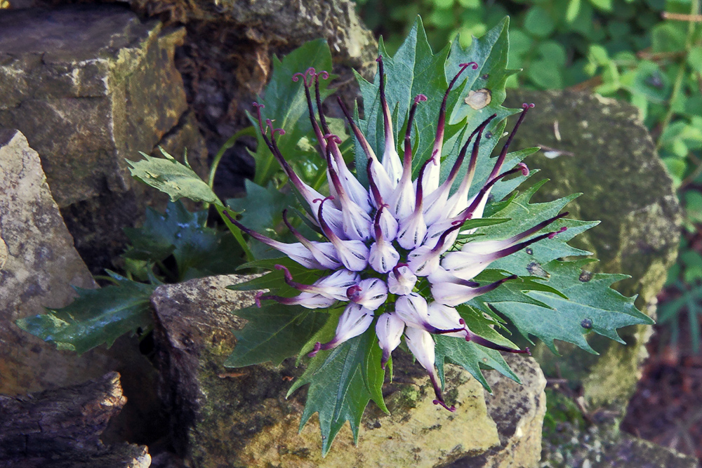 Physoplexis comosa - Schopfrapunzel aus den Dolomiten in meinem Alpinum