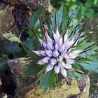 Physoplexis comosa - Schopfrapunzel aus den Dolomiten in meinem Alpinum