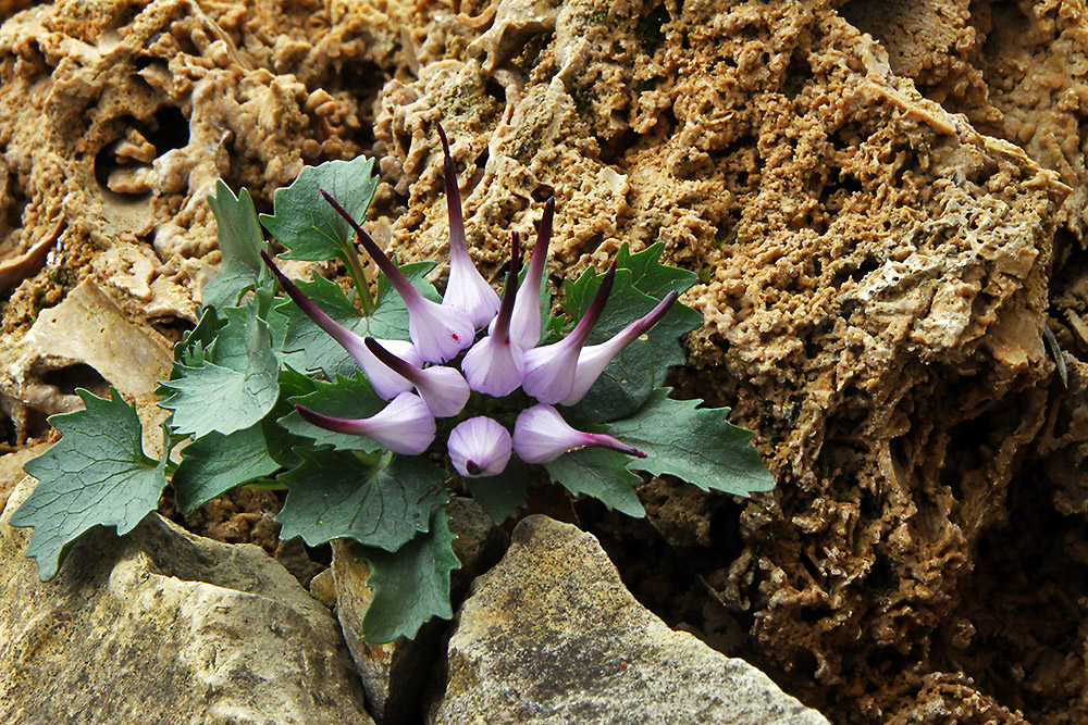 Physoplexis comosa - Schopfrapunzel und was das absolut besondere ist, das...