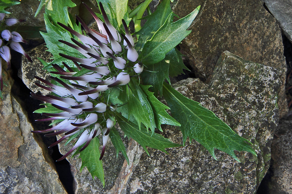 Physoplexis comosa - Schopfteufelskralle