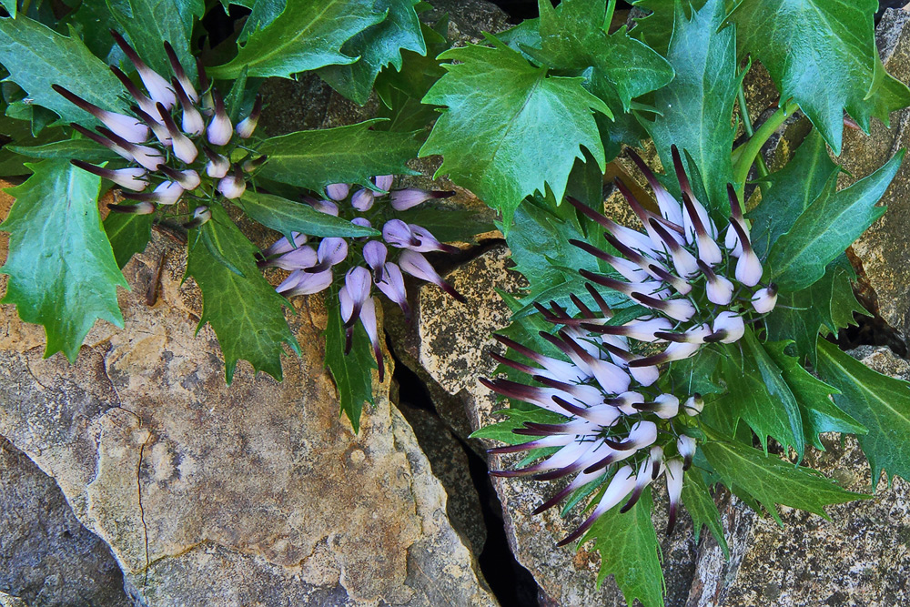 Physoplexis comosa-Schopfteufelskralle im Alpinum