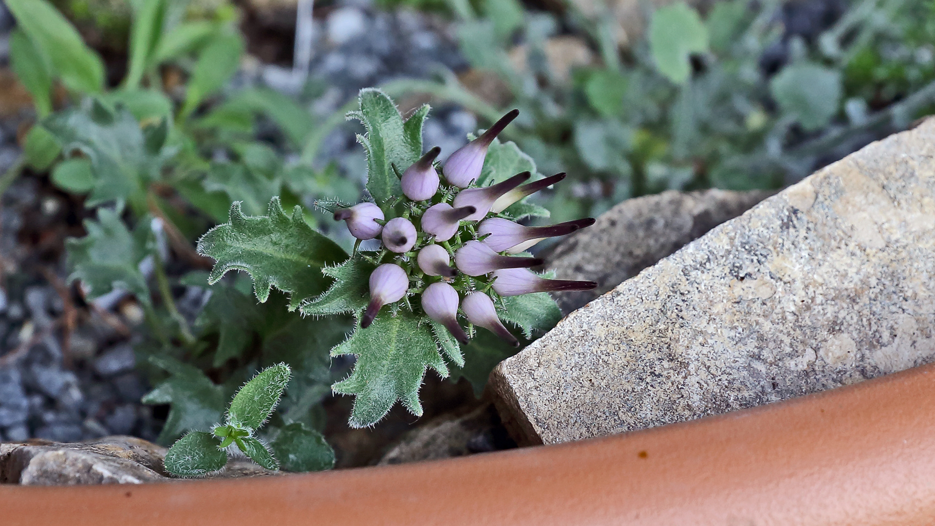 Physoplexis comosa und mit den feinen Härchen an den Blättern...