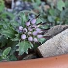 Physoplexis comosa und mit den feinen Härchen an den Blättern...