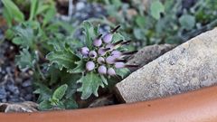 Physoplexis comosa und mit den feinen Härchen an den Blättern...