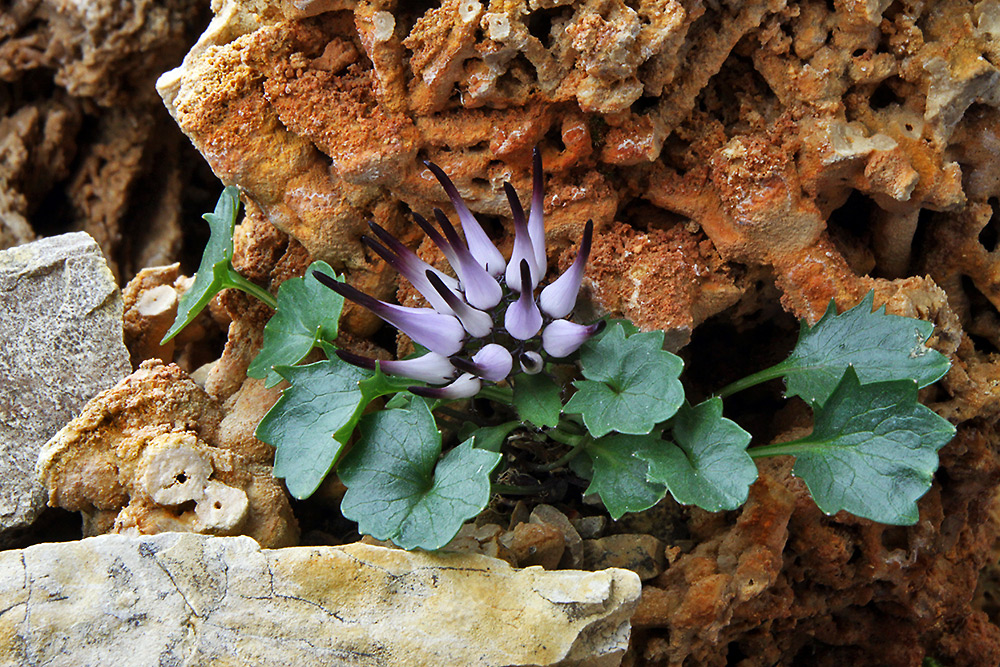 Physoplexis comosa zum zweiten