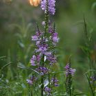 Physostegia