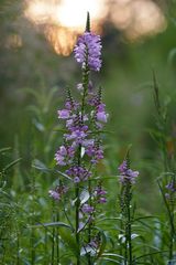 Physostegia