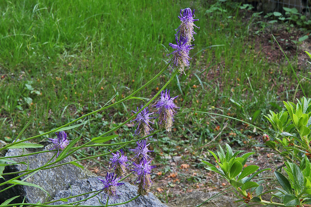 Phyteuma betonicifolium