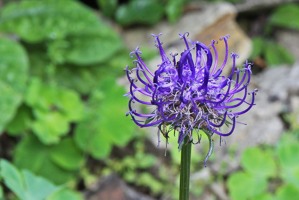 Phyteuma scheuzeri