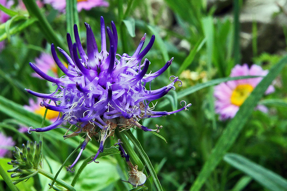 Phyteuma scheuzeri