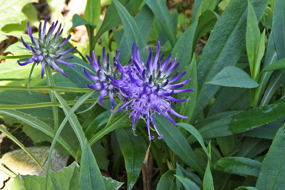 Phyteuma scheuzeri