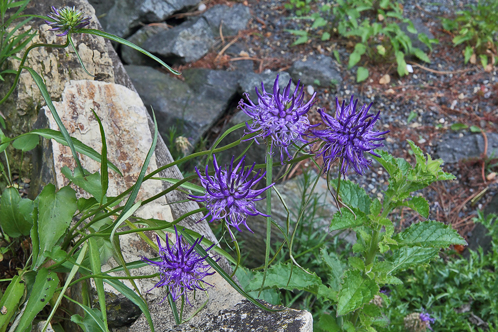 Phyteuma scheuzeri