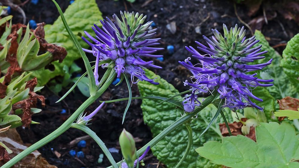 Phyteuma scheuzeri-Scheuzers Rapunzel (Teufelskralle) aus der Nähe...