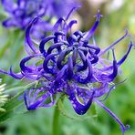 Phyteume orbiculare in meinem Alpinum 2006