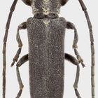 Phytoecia nigricornis (Fabricius, 1782)