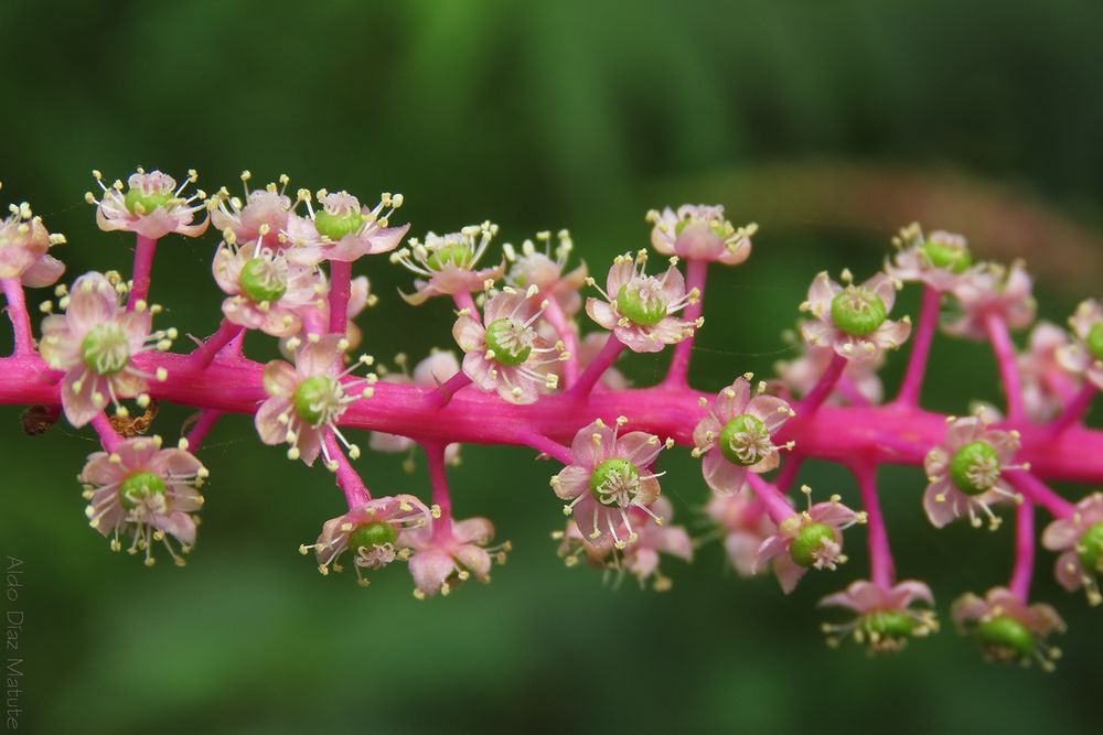 Phytolaca rivinoides