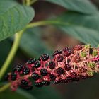 Phytolacca