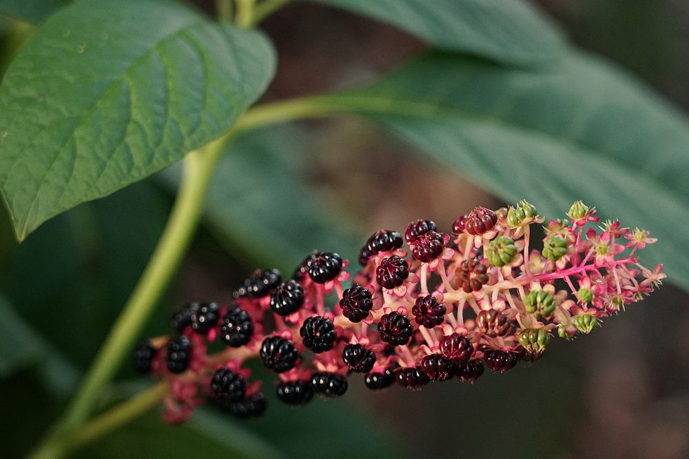 Phytolacca