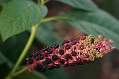 Phytolacca