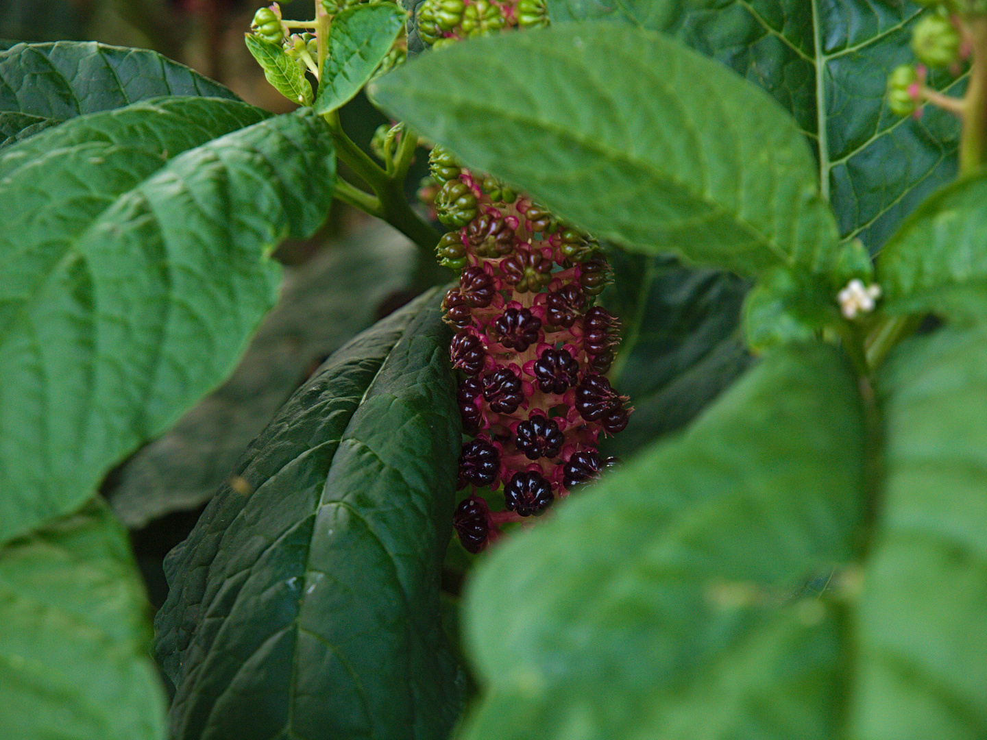 Phytolacca acinosa