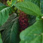 Phytolacca acinosa