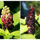 Phytolacca esculenta (Asiatische Kermesbeere)