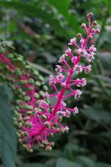 Phytolacca rivinoides