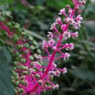 Phytolacca rivinoides