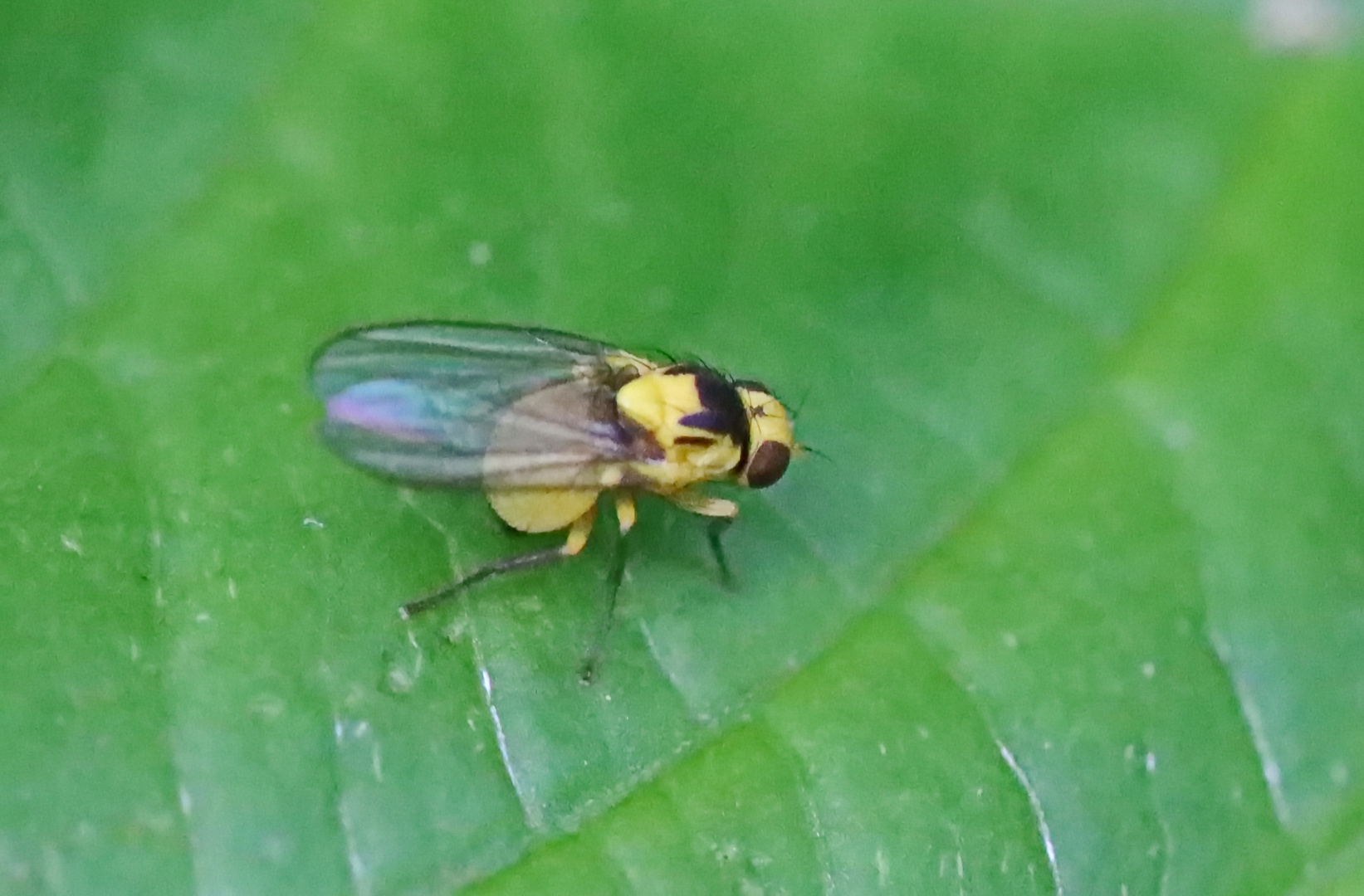 Phytoliriomyza melampyga