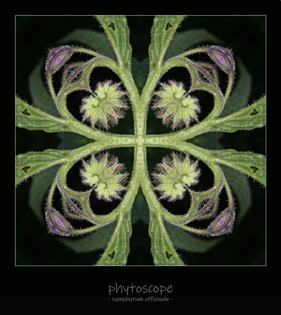 phytoscope 02