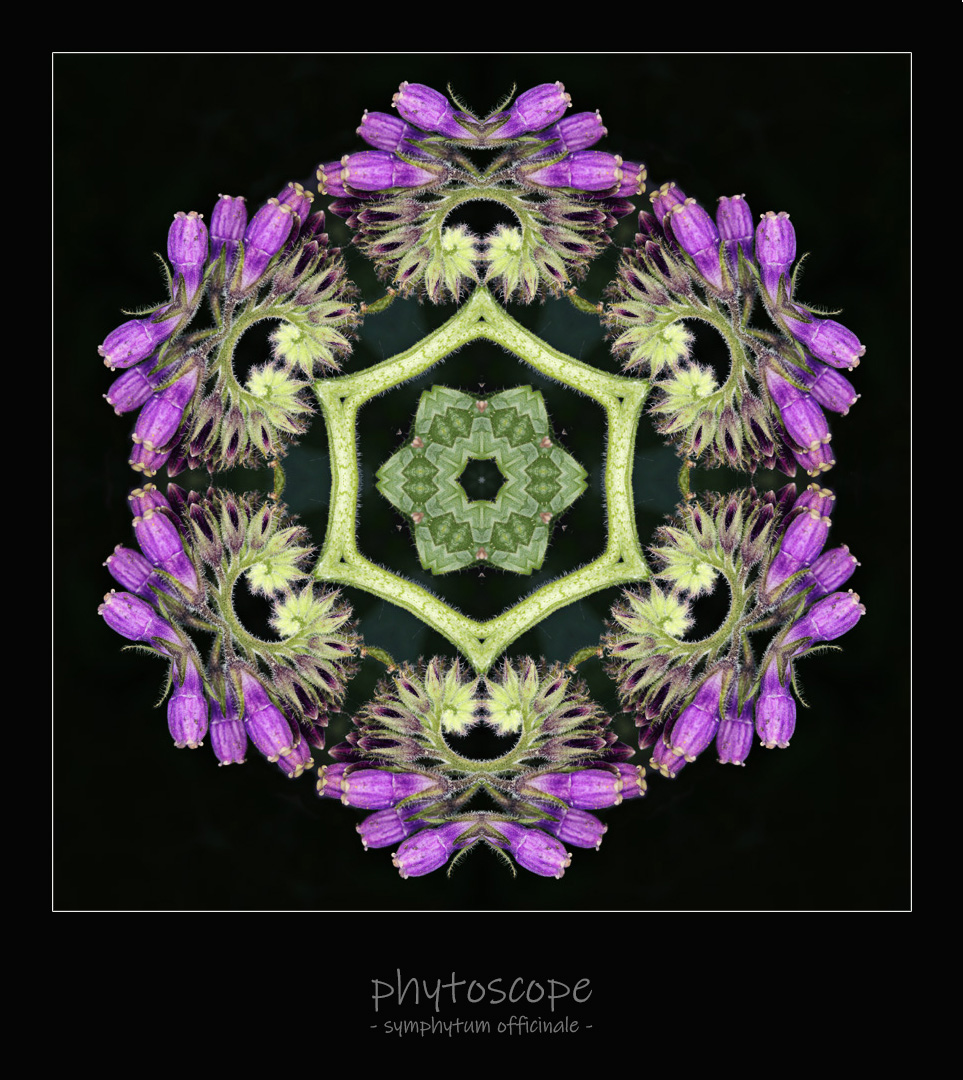 phytoscope 04