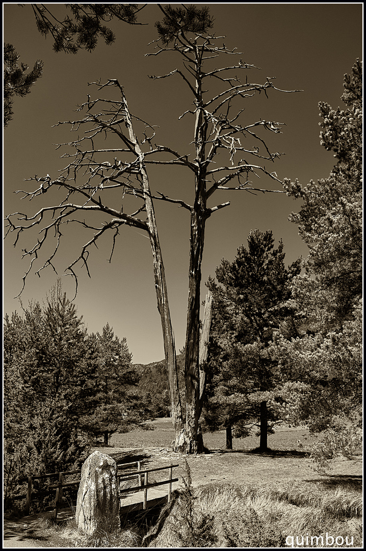 Pi de les tres branques.