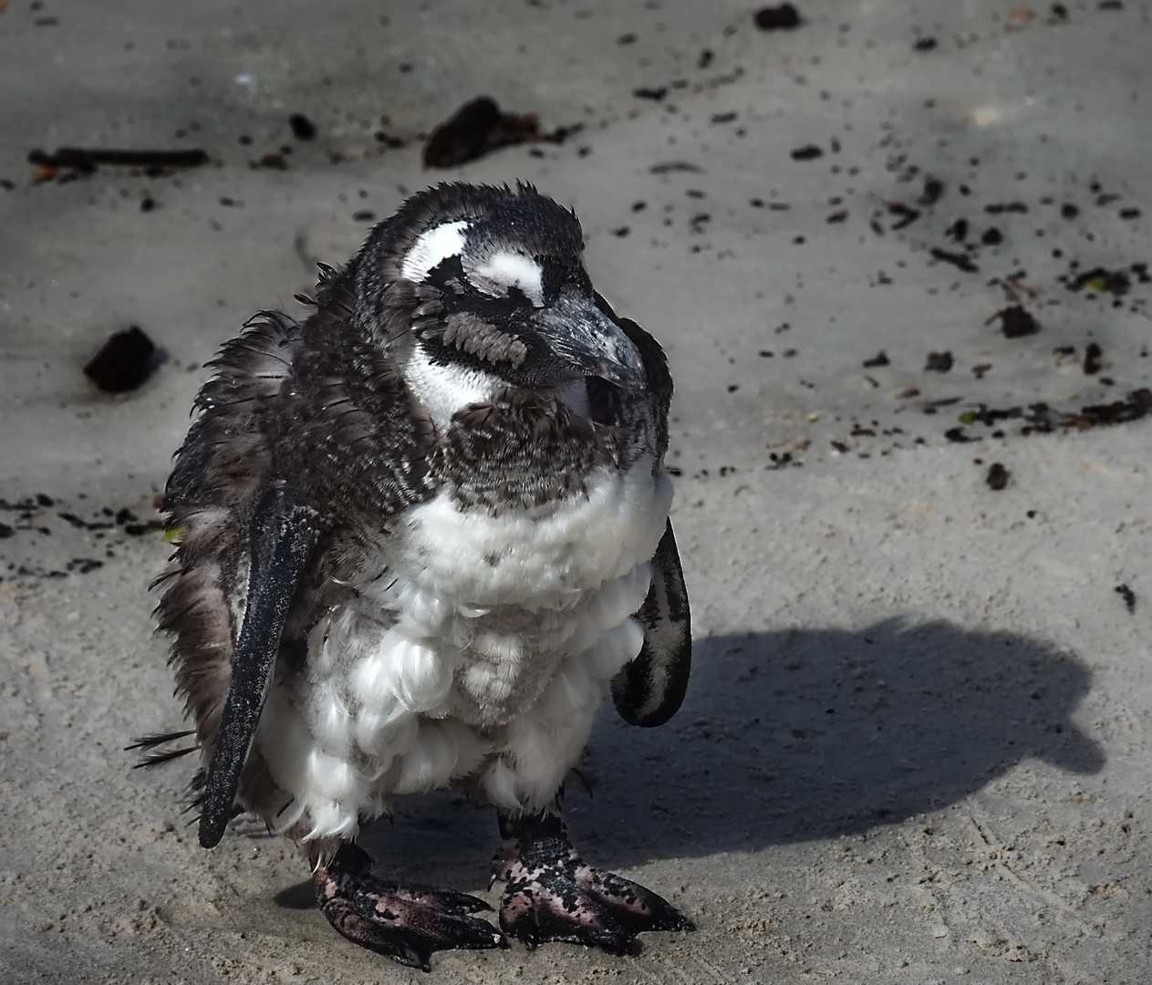 PI PI Pinguin Foto & Bild outdoor, makro, natur Bilder auf