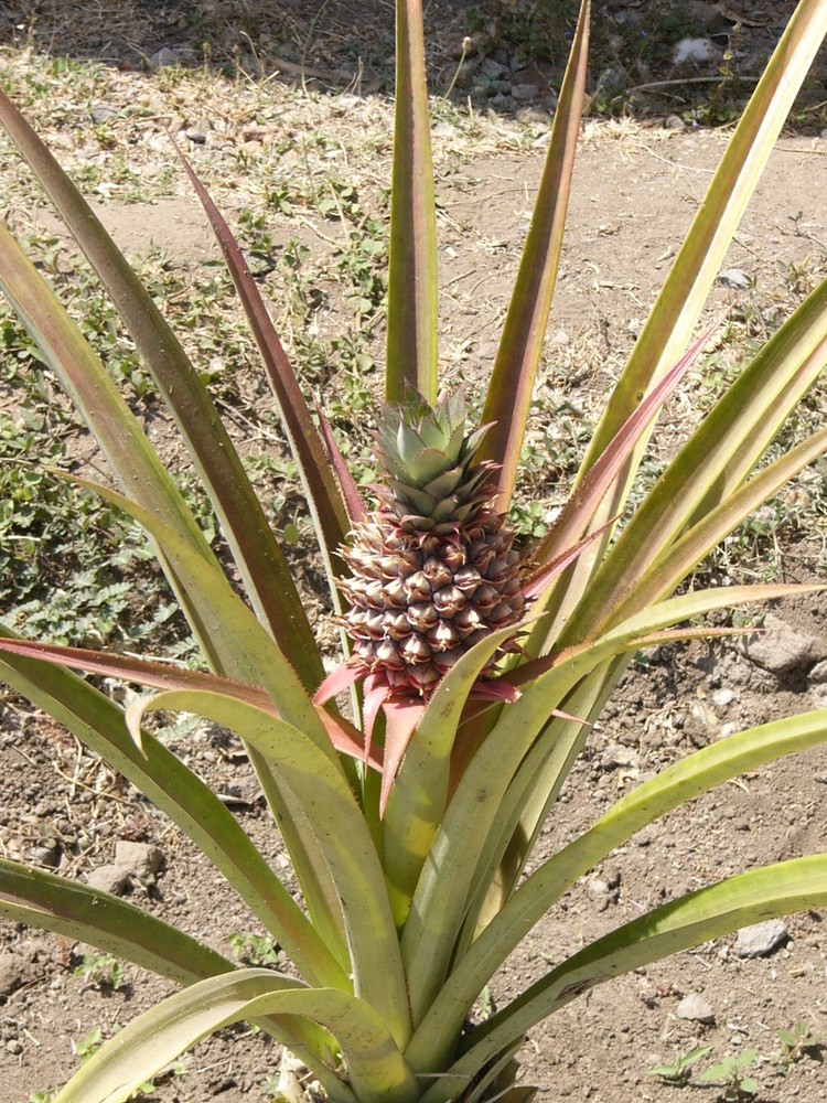 Piña