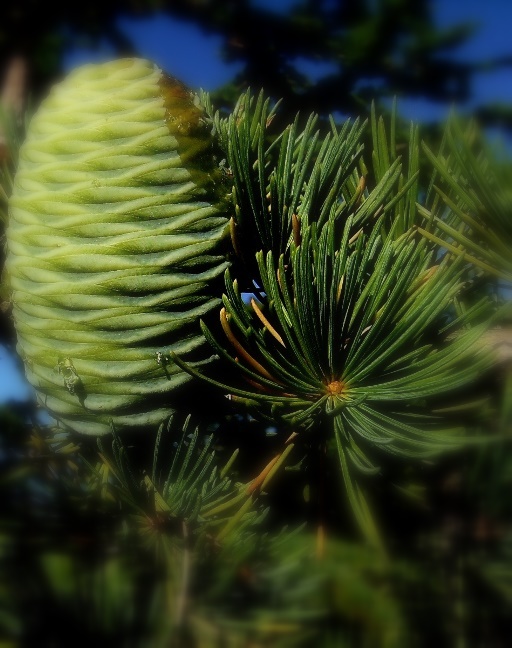 Piña de Cedro