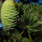 Piña de Cedro