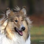 Pia - eine 9 Monate alte Collie-Hündin